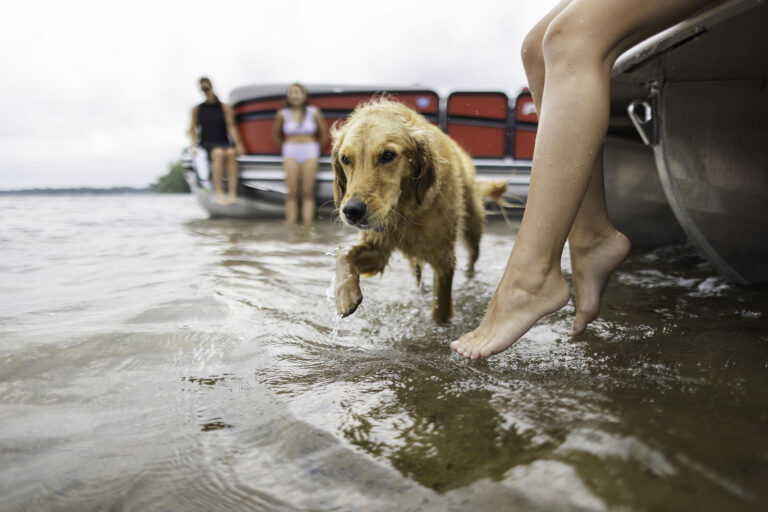 A golden retriever plays in the water by a Premier Pontoon boat.